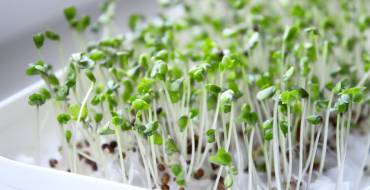 Broccoli Sprouts Help Detoxify Inhaled Air Pollutants